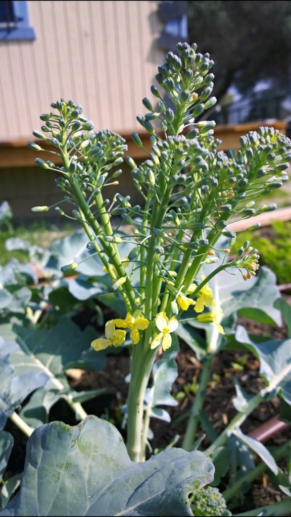 Told you broccoli is a flower!